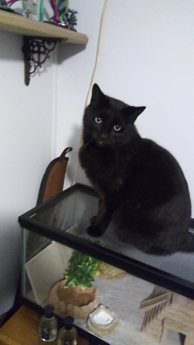 my cat ate my leopard gecko