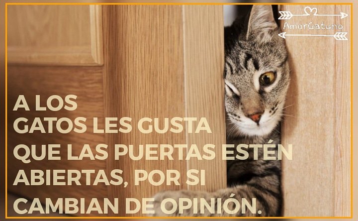 DaichuChan's tweet photo. #gato #cute #amorgatuno #amorporlosgatos 

https://t.co/q7pjNiCVPG https://t.co/o73YRyYFAk