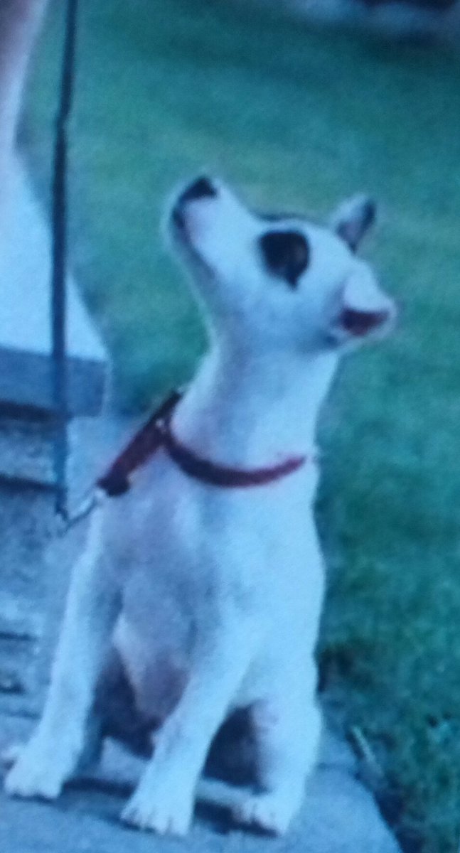 drdoolittles's tweet image. #UnderstandingDogs: #New #Dogblog #Easy #dogtrainingtips #dogs #Calming #signals &amp;amp; #easy ways to #teach #SIT &amp;amp; #DOWN …erstandingdogs-solutions.blogspot.com/2018/09/how-do…