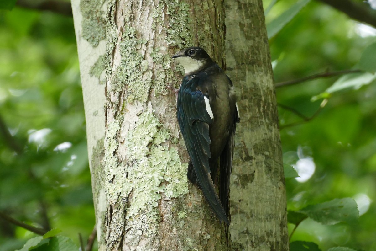 美ちょうちょ図鑑 公式 次は長野県に行ってきましたよ なんと キュートな鳥さんがお出迎えしてくれました 視線が合って思わずドキリ お名前は ハリオアマツバメさんで合ってますか ワカバ 美ちょうちょ図鑑