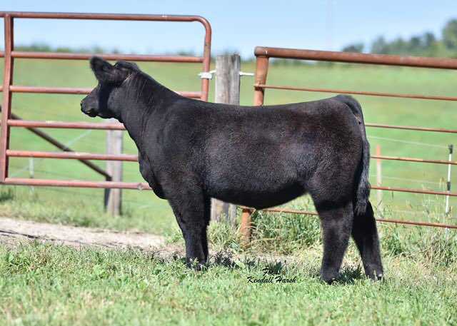 mattlautner's tweet photo. #IsSheNext #Chamber #GetOne
-
Jackson Show Cattle September 16 Online Sale On SC Now Posted | #NEIowa #GoodCattle
-
Lot 1 One In The Chamber Heifer Is What We Look For #Stout #Sound #GoodLooking #WatchVideo
-
Click To View Sale Site:
https://t.co/nDoYEysmTz https://t.co/GYy69IthFs