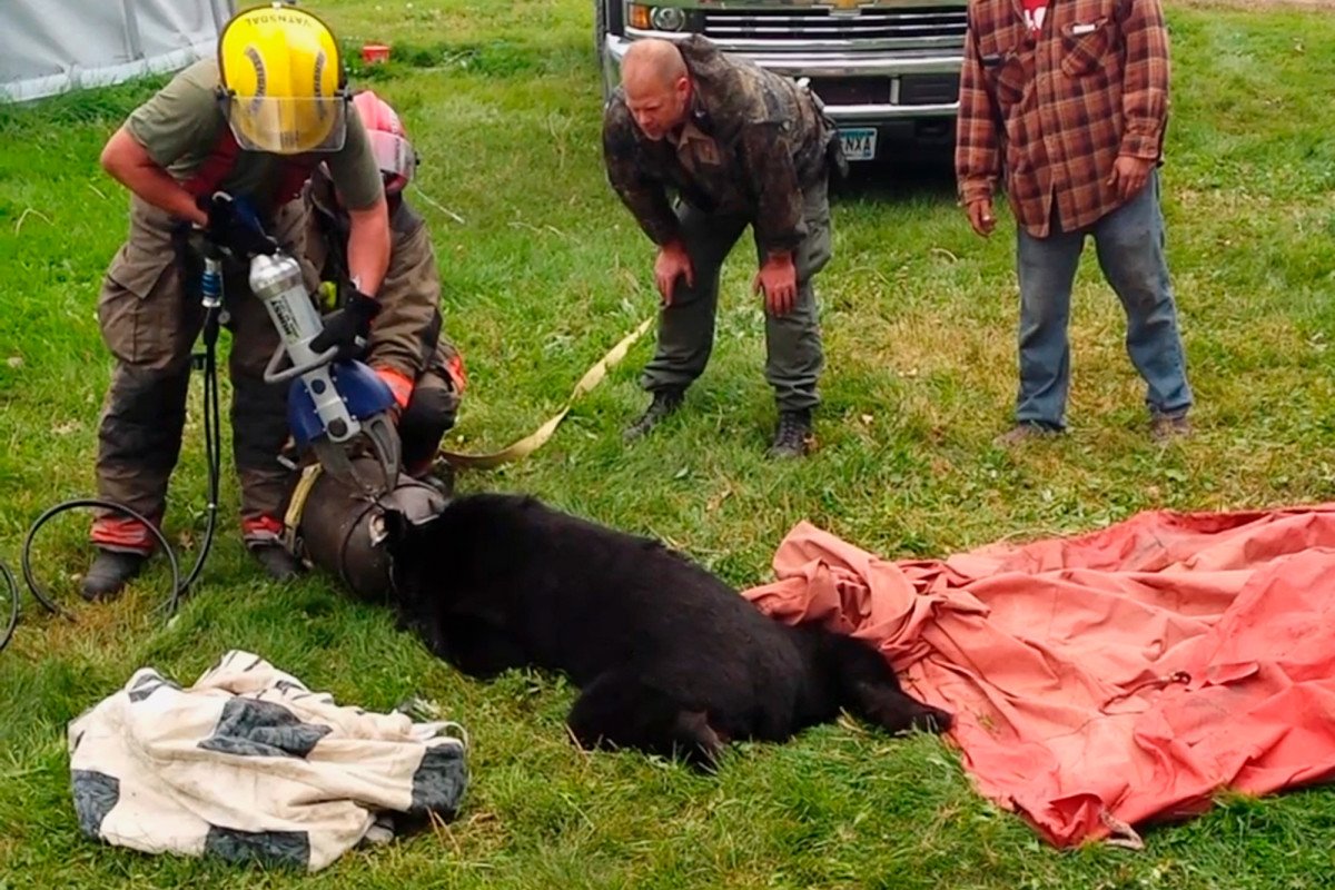nypost's tweet image. Bear with head stuck in milk can rescued by Jaws of Life nyp.st/2OjEfJF