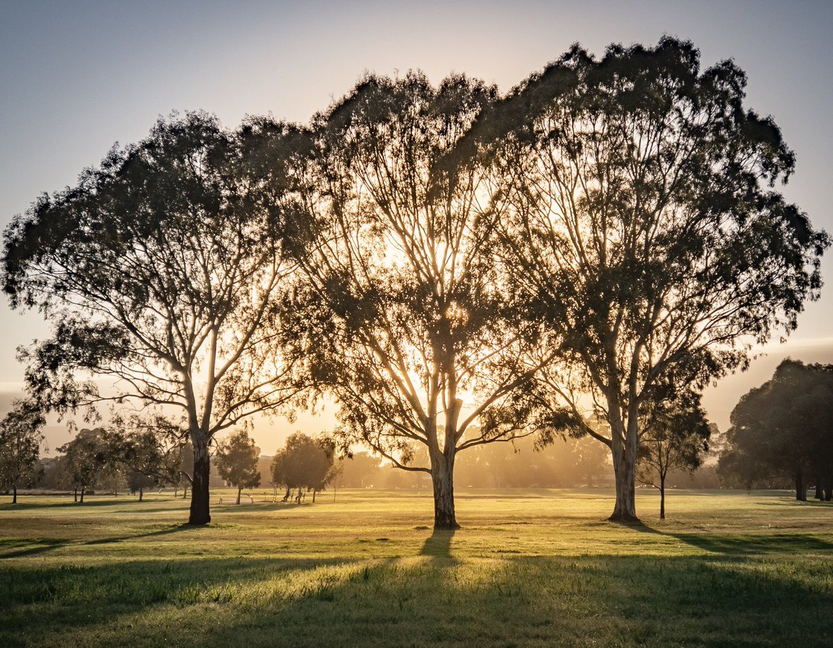 angusmeek's tweet photo. Sunrise. Victoria Park/Pakapakanthi, #Adelaide https://t.co/wEmKBbMbYr
