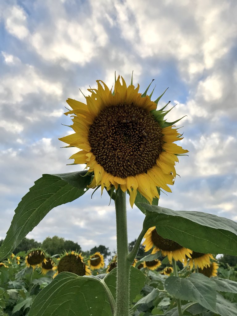 Kfroebz's tweet photo. Quite a nice looking state flower you have there, Kansas https://t.co/NESol5bYtD