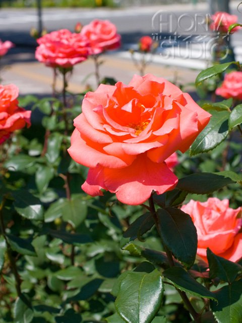 Mobile Flower Pot Pa Twitter スマホ ケータイ用無料花の待受画像 Mobile Flower Pot 9 14追加 バラ T Co 9paahtchto 待ち受け 待受け 待受 壁紙 バラ 薔薇 花 Mobile Flower Pot Pa Twitter スマホ ケータイ用無料花の待受画像 Mobile Flower Pot 9 14追加 バラ T Co 9paahtchto 待ち受け 待受け 待受 壁紙 バラ 薔薇 花