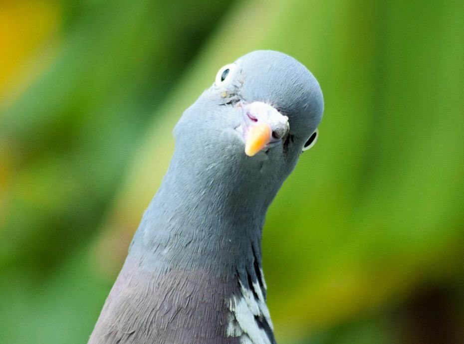 Ah oui, les selfies pris avec le nouvel #iPhoneXS sont en effet de bien meilleure qualité.