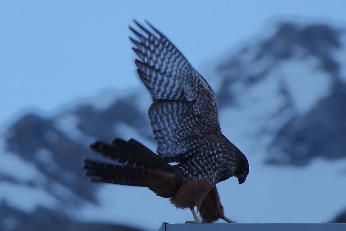StrayNat's tweet image. A rare opportunity!  The #NZFalcon Kārearea, an aerial hunter, @Straybus destination #AorakiMtCook