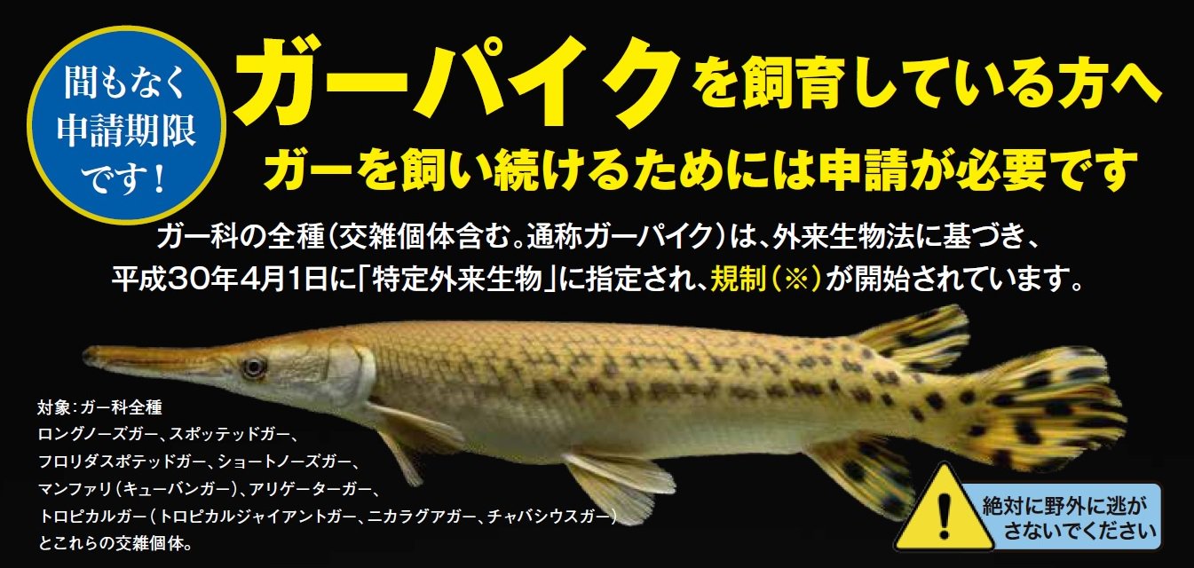 環境省 在 Twitter 上 ガーパイク 間もなく申請期限 ガーは4 1に特定外来生物に指定され規制が始まりました 以前からの飼育個体は許可を得れば続けて飼育できますので 地方環境事務所へ申請してください 郵送 9 30消印有効 持参 9 28まで 申請書に不備