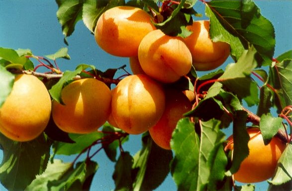 Kayısı Yetiştiriciliği:

-Toprak isteği
-Bahçe kurma
-Don mücadelesi
-Budama
-Toprak işleme
-Sulama
-Gübreleme
-Hasat
-Kükürtleme
-Depolama

 tarimsalistatistik.com/tr-TR/Sayfa/ka…

#agriculture #gıda #tarım #kayısı #çitfçi #toprak