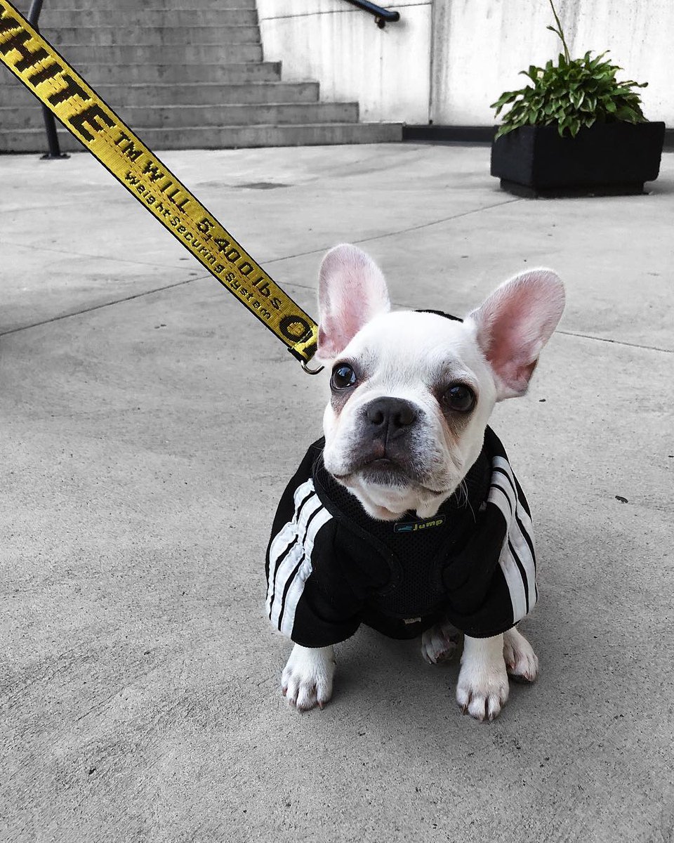 hypebae's tweet photo. Out for a stroll.
Photo: kenshithefrenchie https://t.co/yQmBT8Tt9L