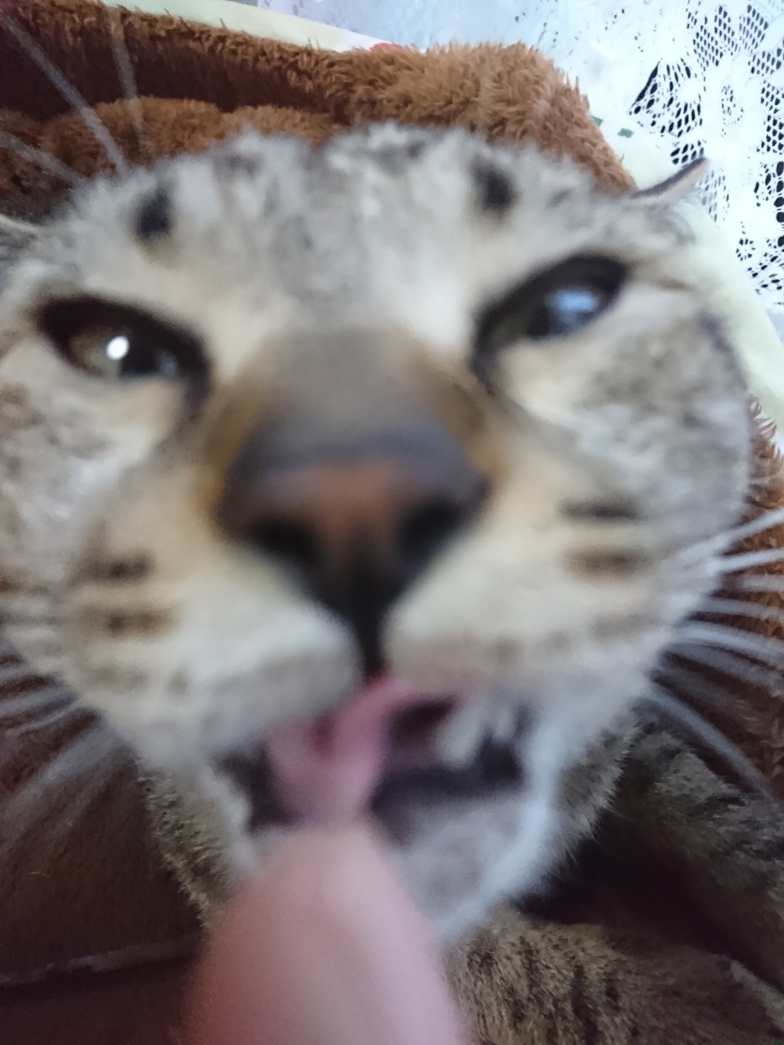 ぶさいく猫 - Search / X