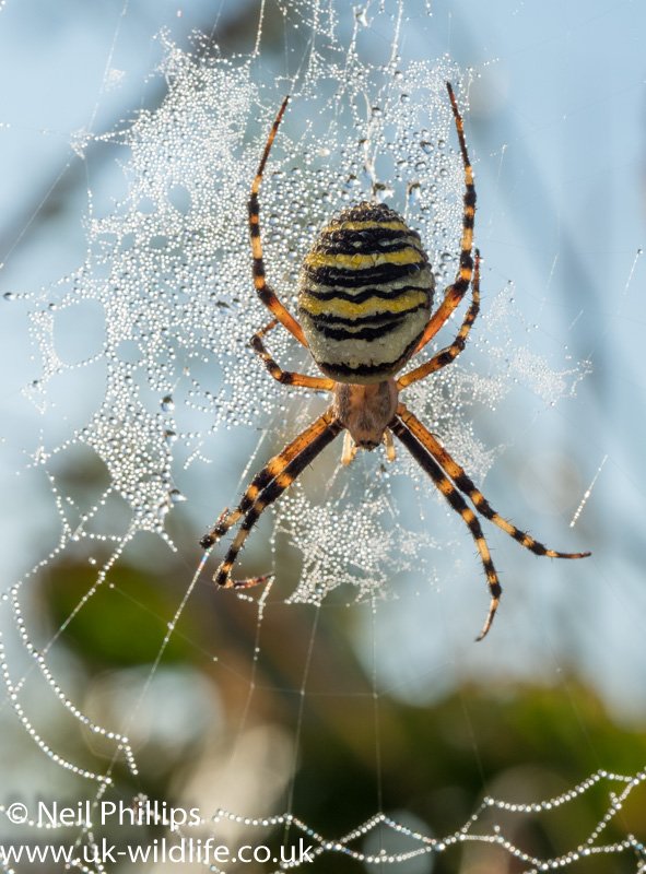 Neil Phillips tweet media