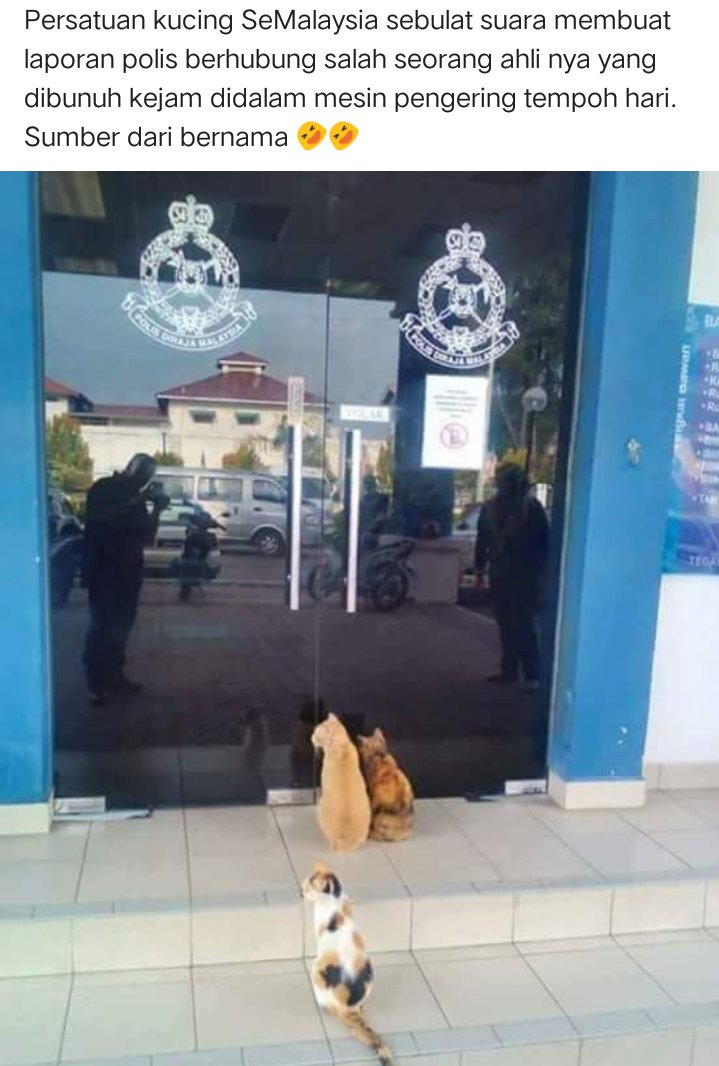 Image result for kucing dobi report polis