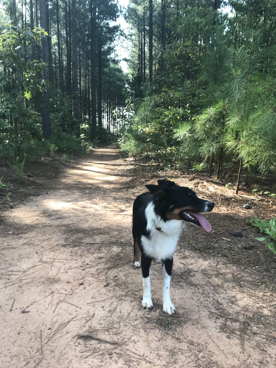 kimlandrum's tweet photo. @athenspets My Australian Shepherd was hit and ran off tonight from Union Church Rd behind Oconee County High School. Please help me find her. Her name is Phinney, approximately 24 pounds, mostly black with brown and white areas. My number is 706.248.4757. Reward. https://t.co/FO0nfaUhBl