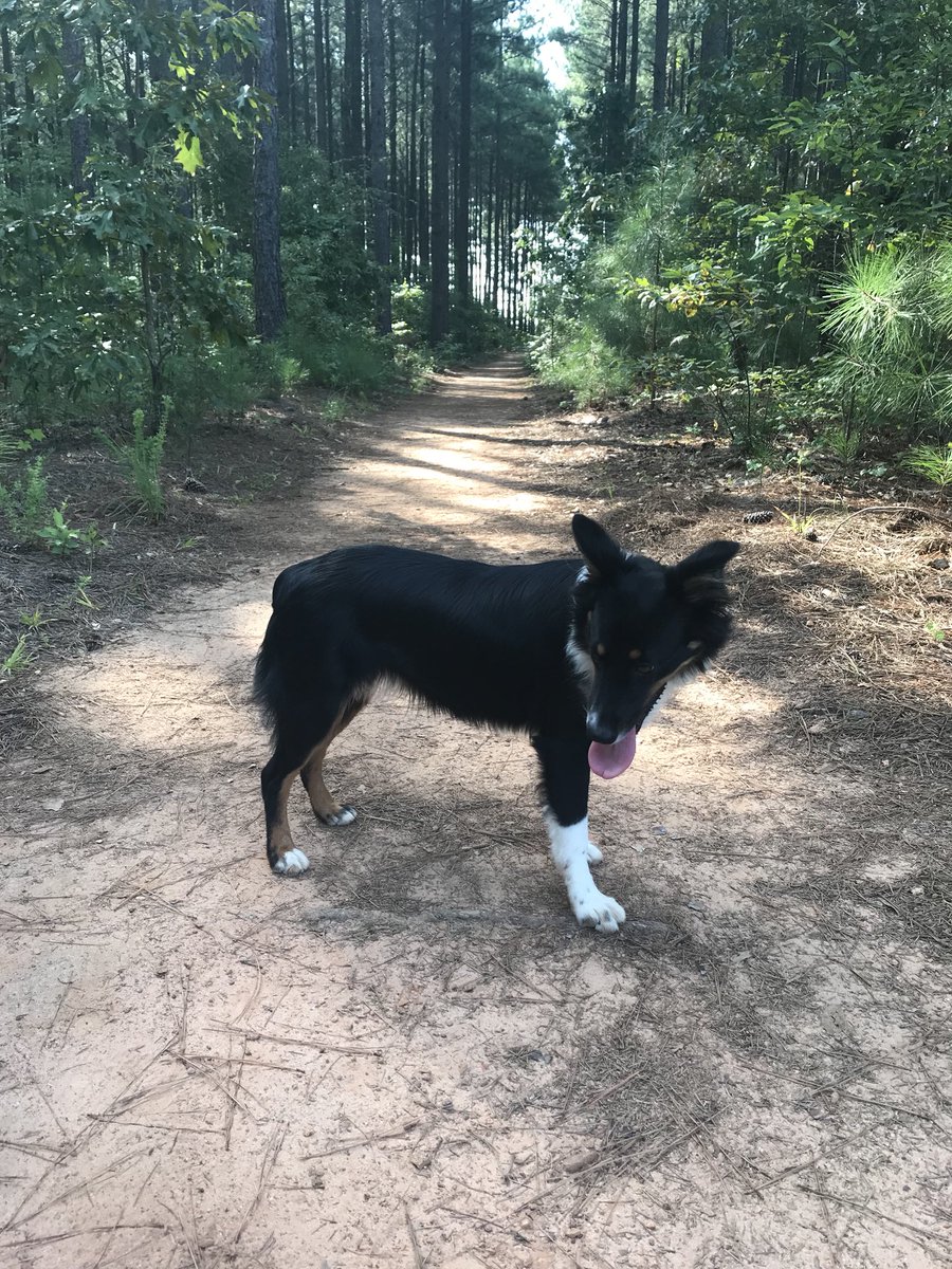 kimlandrum's tweet photo. @athenspets My Australian Shepherd was hit and ran off tonight from Union Church Rd behind Oconee County High School. Please help me find her. Her name is Phinney, approximately 24 pounds, mostly black with brown and white areas. My number is 706.248.4757. Reward. https://t.co/FO0nfaUhBl