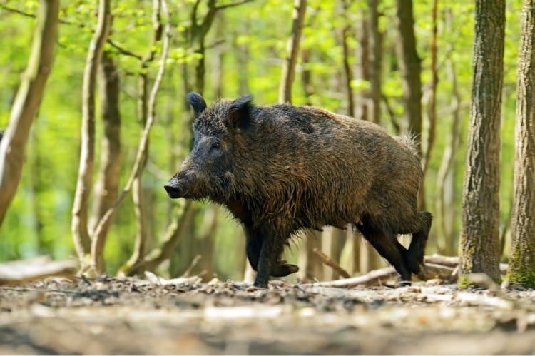 Afircan Swine Fever in Wild Boar in Belgium (commune of Etalle).   Wildlife control and prevention measures within pig farms are now being implemented.