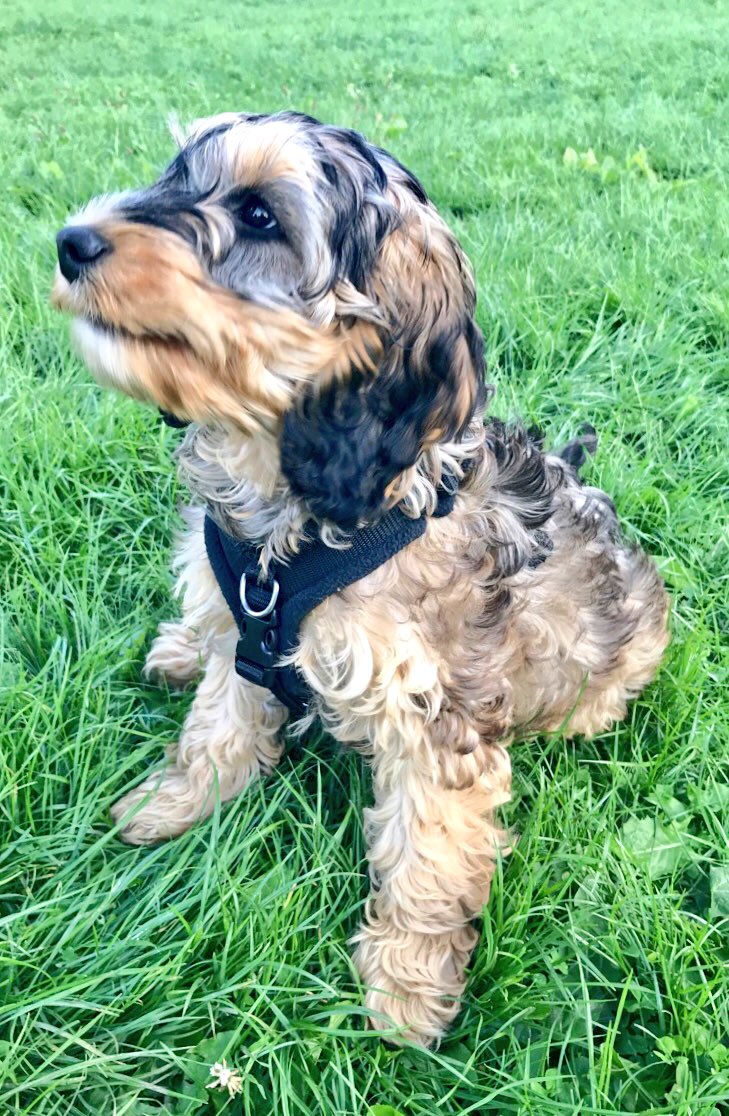 Heading up Catbells on Sunday to introduce Bruce to the hills with <a href="/woodiesgob/">Annabel Wood</a> &amp; <a href="/zfraze/">Sarah Palmer</a> 
🐶⛰😍 #LakeDistrict #Cumbria #GetOutside