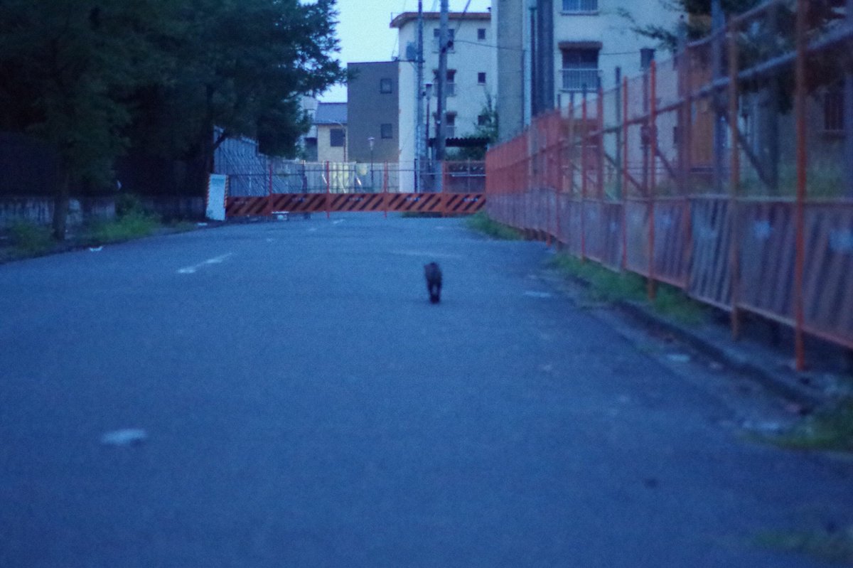 usaphoto_252's tweet photo. 間違えて消してしまったので再投稿
団地の廃墟 松原団地行ってきました。
#廃墟 #廃墟団地 #埼玉 #松原団地 #写真好きな人と繋がりたい #ポトレモデル募集 #ポートレートモデル募集 #被写体募集 #ファインダー越しの私の世界 https://t.co/HAIHBm1wf9
