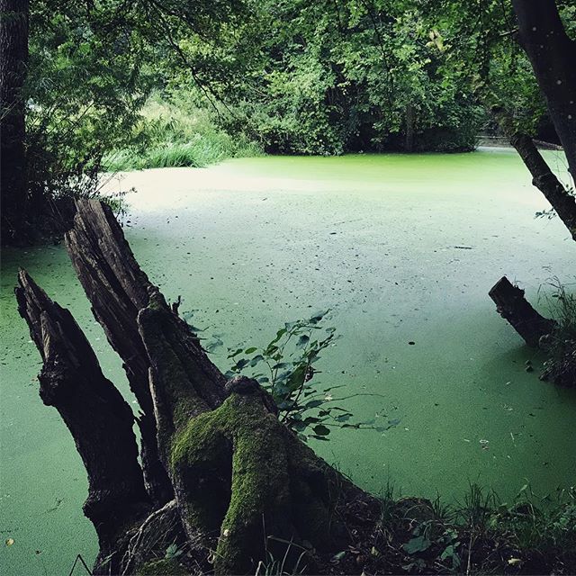 apperaat's tweet photo. The pleasure of location scouting - yet another pretty green lake #thepleasureof #localexotic #greenlake #skovmøllen @skovmoellen #locationscouting #musicvideo #prettyandcreepy #aarhussyd https://t.co/aFMgdtksHa https://t.co/KMKwtw1Njy