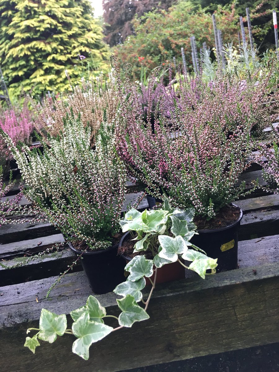 Large and small heathers #latesummercolour £2.99 and £1.60 #gardening#cockermouth#tearoomonawetday.