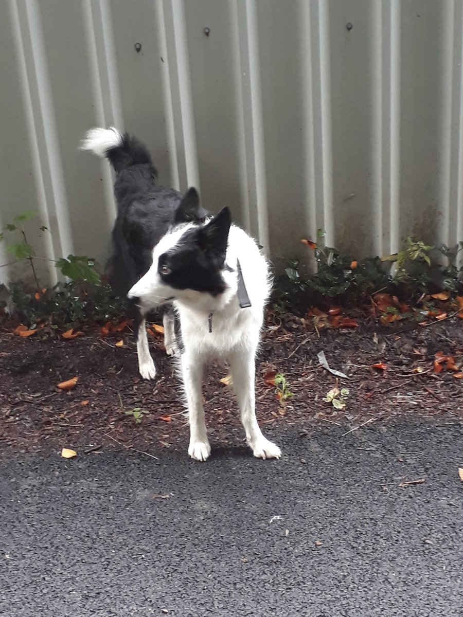 Lost dog <a href="/ConnsGreenway/">Connswater Greenway</a> near knock police station. I can't get near it check for tags and my dog is a big scaredy!