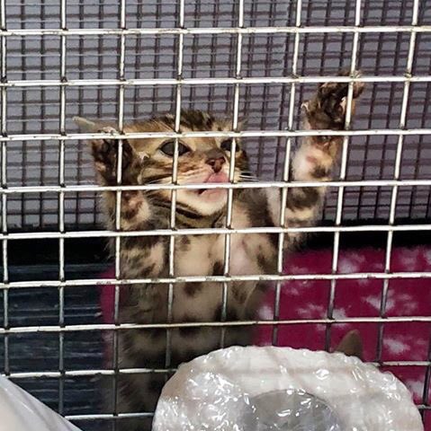Mel1Hume's tweet photo. Tongue out, concentrating on learning how to climb! #jabringbengals #bengalkitten #lovethiskitten #fridayshananigans #kittens https://t.co/EqkwUvMiK1
