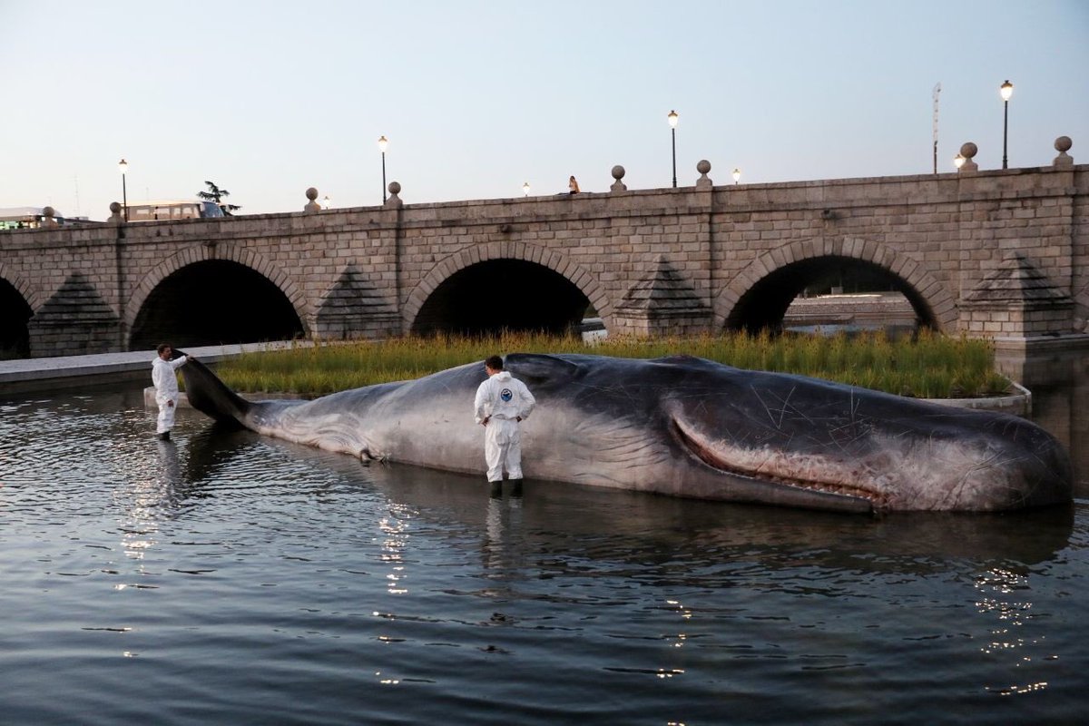 🐳'Whale’, intervención artística del colectivo belga #CaptainBoomerCollective, primera de las más de 200 actividades gratuitas que el programa #CiudaDistrito desplegará en otoño en los 21 distritos de la ciudad.  👉bit.ly/2xdtVeT  #UnCachaloteEnMadrid #CulturaentuBarrio