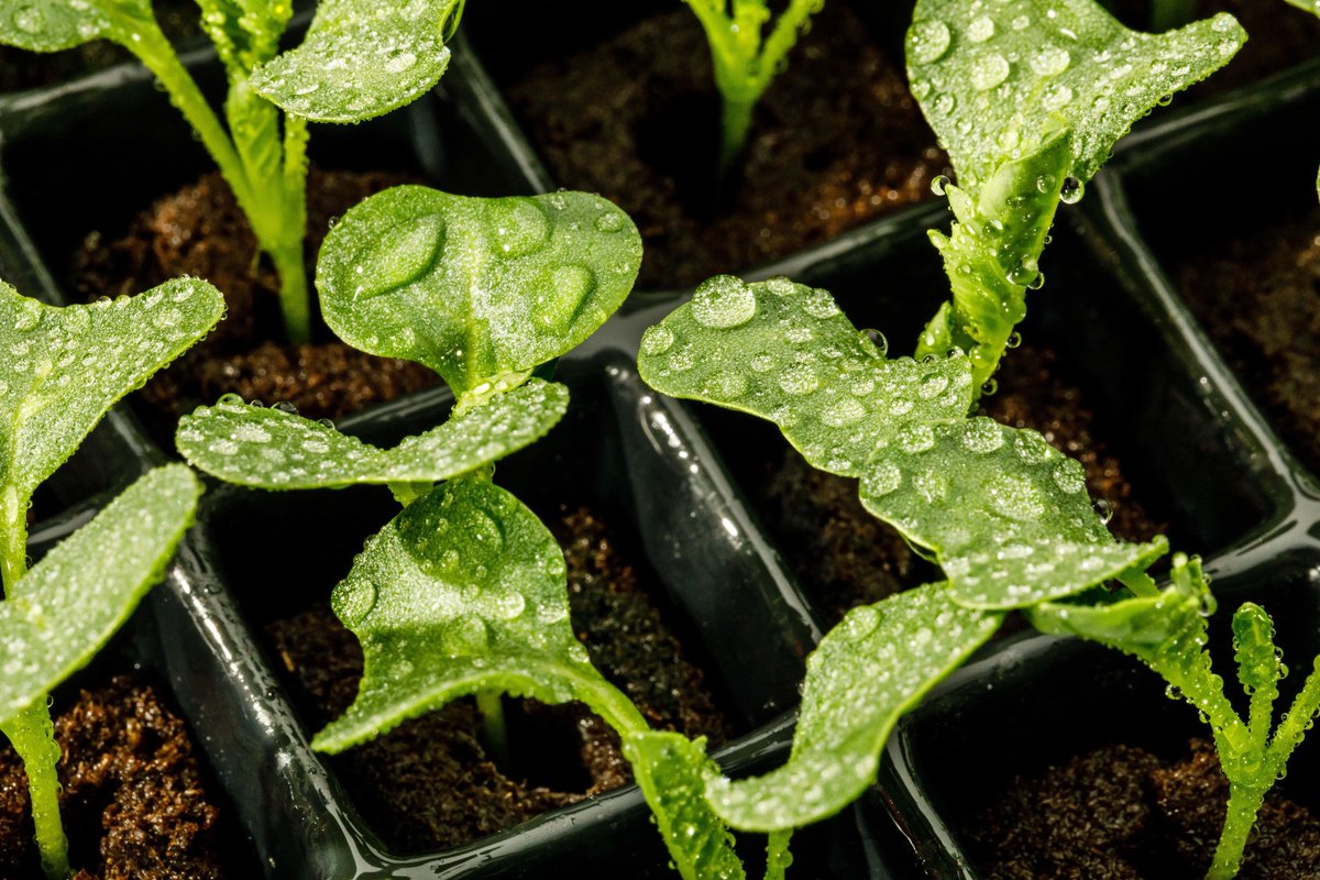 ModularFarmsAU's tweet image. We&apos;re constantly working on efficiency. Our hydroponic, closed-loop system proves it by using 95% less water than a typical outdoor farm with similar yields. #ModularFarms #thefutureoffarming