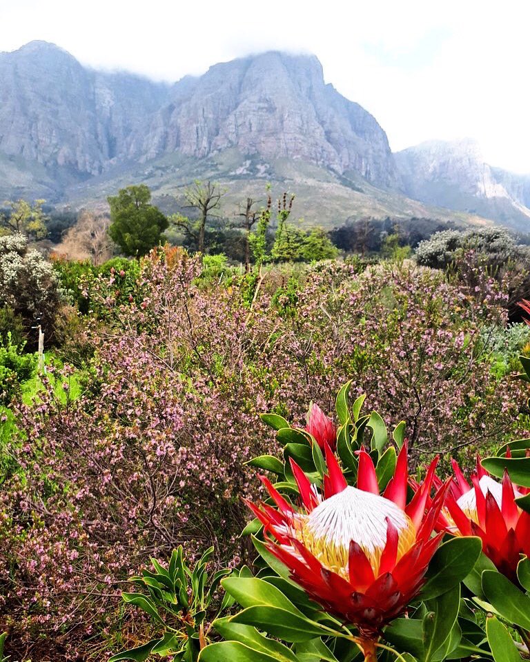Misty morning with a blaze of colour! South Africa’s national flower: The Protea #capewine2018 #sommlife