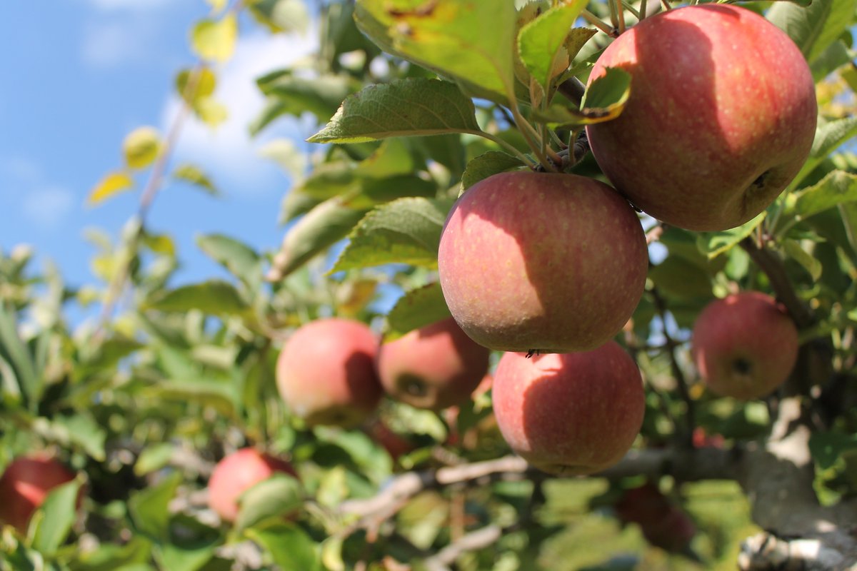 HPPrinceton's tweet photo. It's that time of year again! Visit Terhune Orchards to pick your own variety of apples and enjoy some delicious fresh foods.
#hyattplaceprinceton #terbuneorchards #princetonnj #princeton #discoverprinceton #applepicking #applepie #applecider #discovernj #explorenj https://t.co/tn7scsU8JV