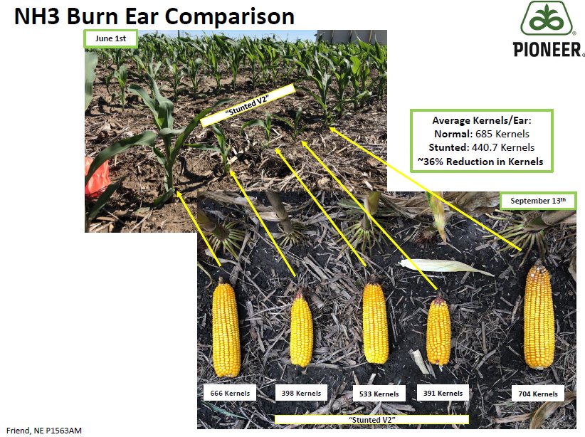 Evaluating NH3 affected plants &amp; ear sizes from spring injury. 1/3 - 3/4 less kernels from plants two or more leaves behind. These ears are very noticeable when walking fields that had "typical" rooting injury.