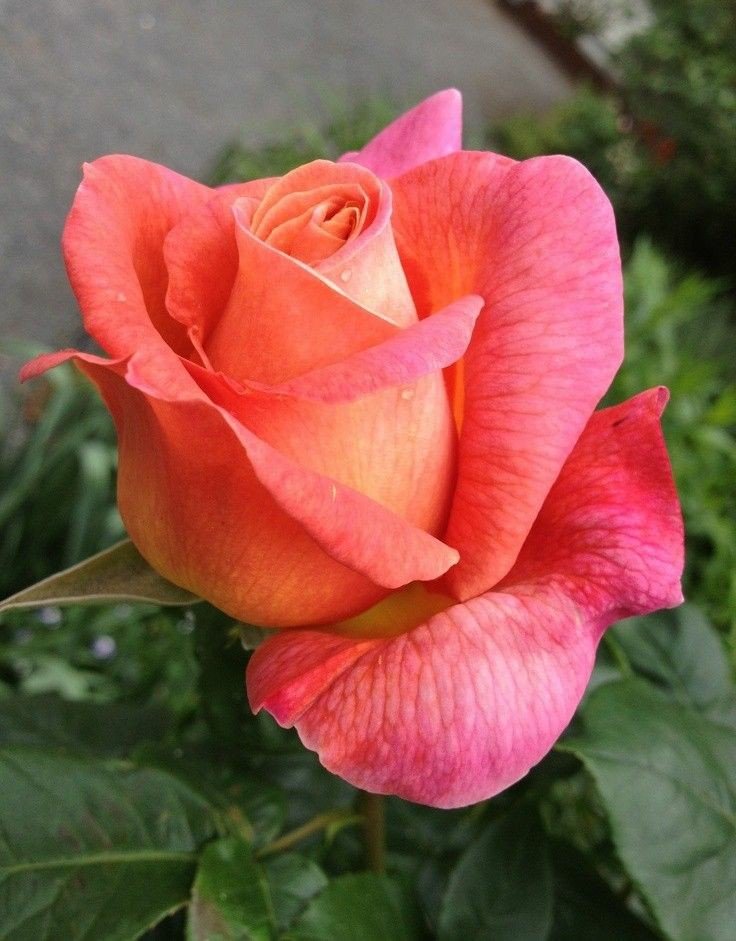 WalterHomeroPe4's tweet photo. @JutSudi @khanhakim_k @laboriqua19293 @SKID1144 @slateef3 @mamanina736 @dykrh271 @ZABUTARIQ @moh_123ffvh @PattiBrookd @Lisamarie122619 @iga_1a @Carleypinkie7 @GreyAki @ersu1880 @MrNaassir @xuankiet @Vm9et8VvCVWsZvc @jdmorgan515 @mamoharyatmo6 @kara_kule2018 @VelvetSkye @amama_ana @AgileMove @FlowergirlPaula @MistressTepco @AngelaVillani9 @VeraLciaEu2 @FrogTurds @ssaamm200177 @GabyJo0 @PiticNiki @ZEYNAZERDA @reeves5150 @EnjoyNature @ireni77 @conde_leoconde @LTigerR2 @CandeGdl @Jonatha97947998 @andreasleu1 @ArshadKhanKhat5 @2_simplify @shinunao2 #HaapyWeekend https://t.co/in8R6JKQau