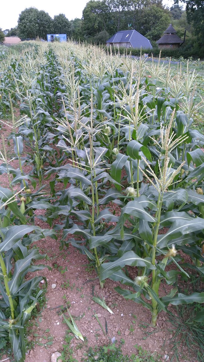 The Apricot Centre @ Huxhams Cross Farm (@huxhamscrossfrm) on Twitter photo Sweetcorn has arrived and its looking great! Get yours by ordering a veg bag at apricotcentre.co.uk #totnes #organic #localfood #vegbox Sweetcorn has arrived and its looking great! Get yours by ordering a veg bag at apricotcentre.co.uk #totnes #organic #localfood #vegbox