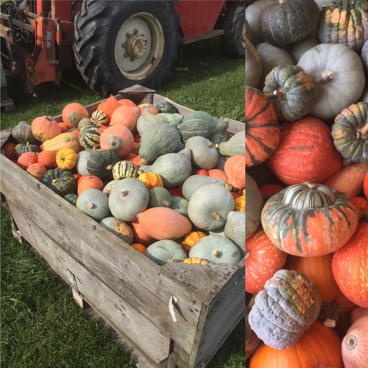 DymockFarm's tweet photo. More Squash harvesting today .. nearly done, great quality .. #dymockfarm #BuyLocal https://t.co/3U8trP42i3