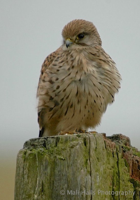 MaliHalls's tweet photo. #Kestrel...Its a #chilly start to the #day here in #Hastings...No #sunshine yet, maybe its saving itself for the #pub this afternoon, LOL. https://t.co/e1oL9GyMWD