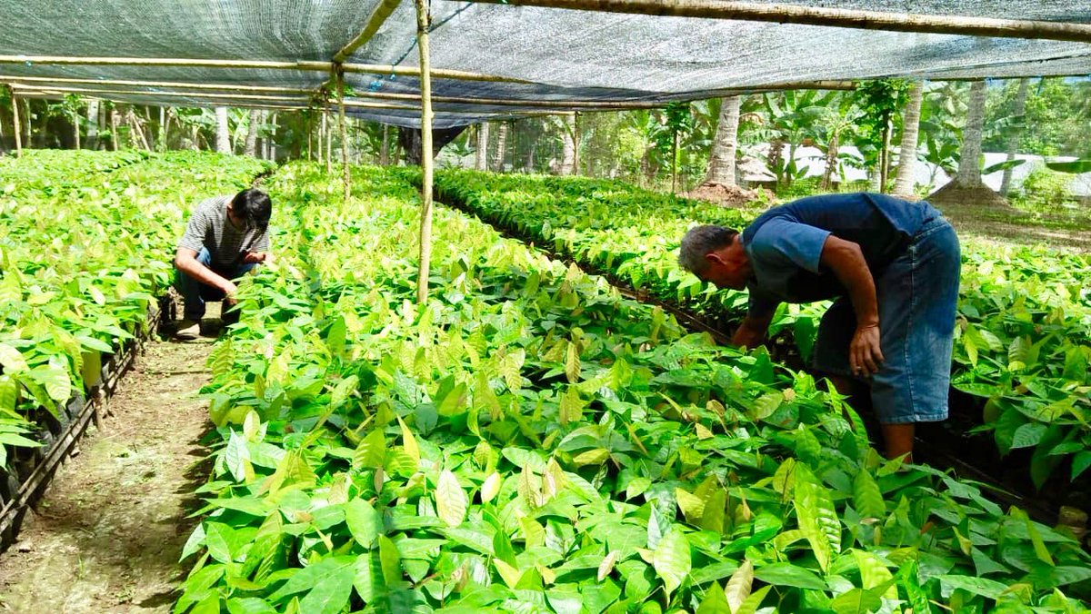 fkp2indonesia's tweet photo. #KerjaNyata #TKPPLPSulut Monitoring Pengelolaan Pembibitan Tanaman KAKAO dan KOPI di Desa Bulud, Kec. Passi, Kab.Bolaang Mongondow - Sulut @jokowi @Amran_Sulaiman1 @kementan @kempanrb @ditjenbun @HukmasDitjenbun @badansdm @agroinovasi #PerkebunanJaya #FKP2I https://t.co/W9bJg7KYJK