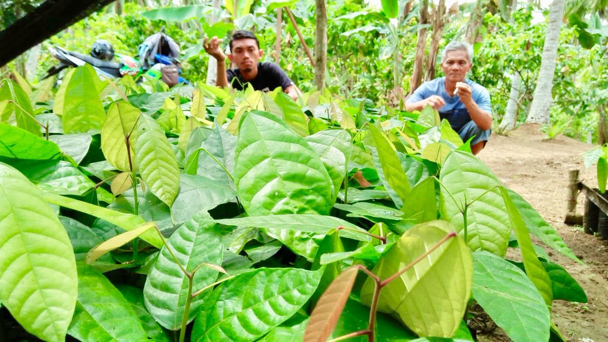 fkp2indonesia's tweet photo. #KerjaNyata #TKPPLPSulut Monitoring Pengelolaan Pembibitan Tanaman KAKAO dan KOPI di Desa Bulud, Kec. Passi, Kab.Bolaang Mongondow - Sulut @jokowi @Amran_Sulaiman1 @kementan @kempanrb @ditjenbun @HukmasDitjenbun @badansdm @agroinovasi #PerkebunanJaya #FKP2I https://t.co/W9bJg7KYJK