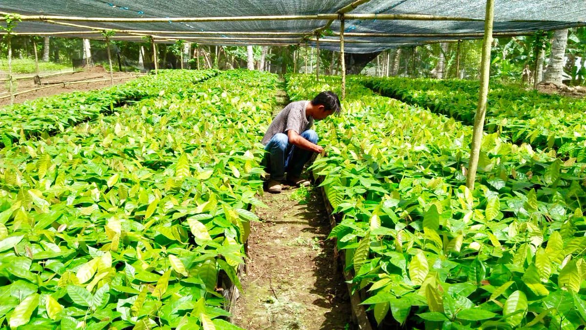 fkp2indonesia's tweet photo. #KerjaNyata #TKPPLPSulut Monitoring Pengelolaan Pembibitan Tanaman KAKAO dan KOPI di Desa Bulud, Kec. Passi, Kab.Bolaang Mongondow - Sulut @jokowi @Amran_Sulaiman1 @kementan @kempanrb @ditjenbun @HukmasDitjenbun @badansdm @agroinovasi #PerkebunanJaya #FKP2I https://t.co/W9bJg7KYJK