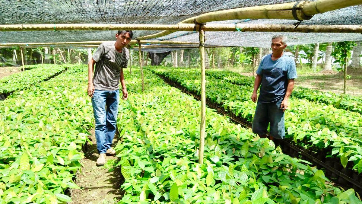 fkp2indonesia's tweet photo. #KerjaNyata #TKPPLPSulut Monitoring Pengelolaan Pembibitan Tanaman KAKAO dan KOPI di Desa Bulud, Kec. Passi, Kab.Bolaang Mongondow - Sulut @jokowi @Amran_Sulaiman1 @kementan @kempanrb @ditjenbun @HukmasDitjenbun @badansdm @agroinovasi #PerkebunanJaya #FKP2I https://t.co/W9bJg7KYJK