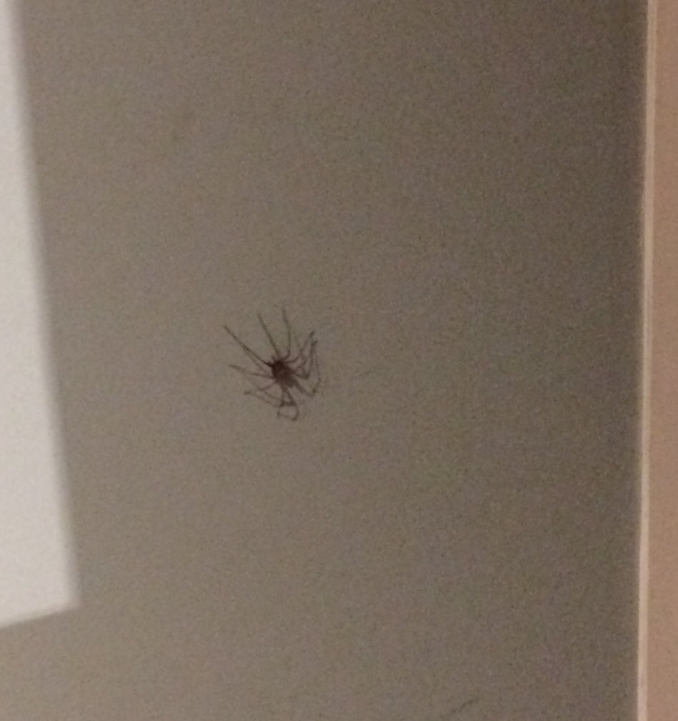 LapauwPaulien's tweet photo. Ik retweet nooit 'for goodluck' maar ik begin het mij een klein beetje te beklagen.. 
Bij deze: RTW FOR GEEN SPINNEN🙃🙃🙃 https://t.co/m7CFrqac21