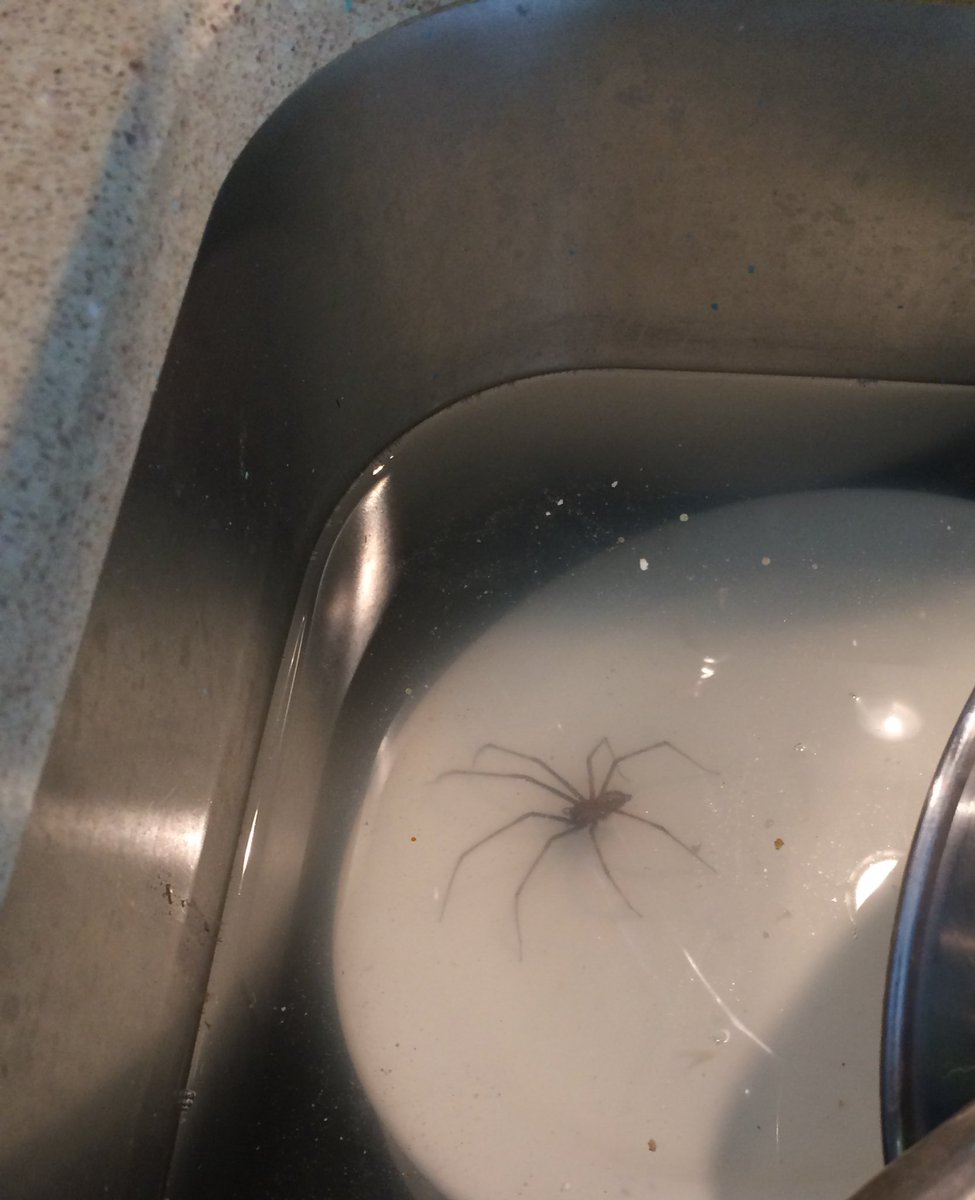 LapauwPaulien's tweet photo. Ik retweet nooit 'for goodluck' maar ik begin het mij een klein beetje te beklagen.. 
Bij deze: RTW FOR GEEN SPINNEN🙃🙃🙃 https://t.co/m7CFrqac21