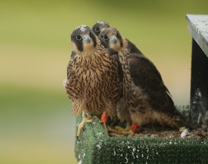 #FridayFeeIing watching peregrine falcons on an industrial chemical plant &amp; photographing the chicks😍🐦 #7daysofperegrines <a href="/vivergofuels/">Vivergo Fuels Ltd.</a> <a href="/BBCSpringwatch/">BBC Springwatch</a> <a href="/VisitHull/">Visit Hull</a> @HullLive <a href="/spurnbirdobs/">Spurn Bird Observatory</a> <a href="/BirdGuides/">BirdGuides</a> <a href="/BirdWatchingMag/">Bird Watching</a> @RSPBNews Read more: bit.ly/2Qusd1d