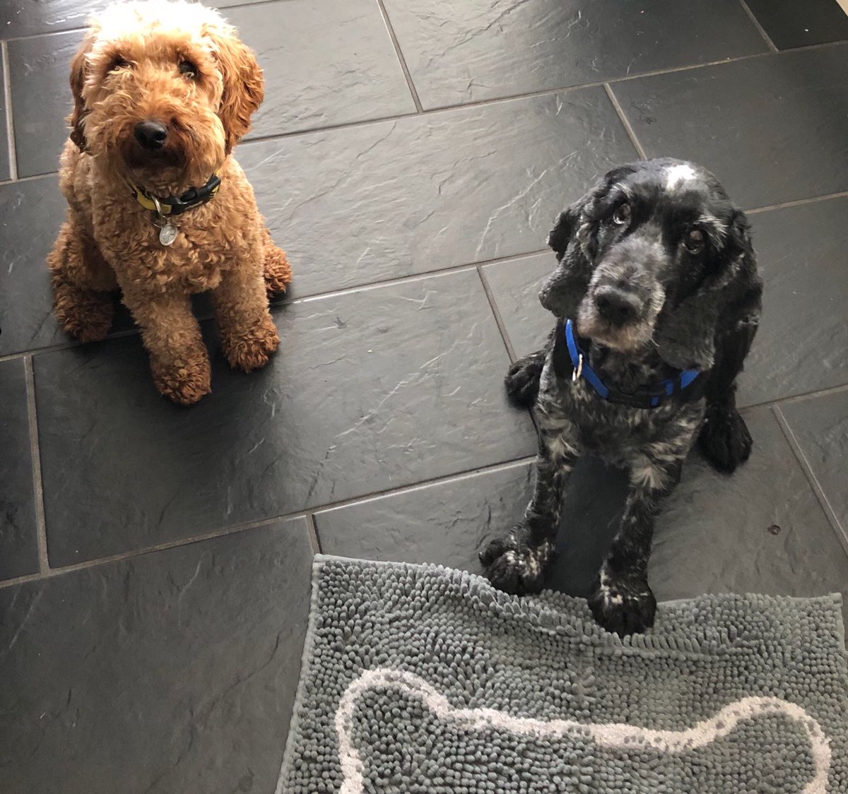 Soggydoggy_UK's tweet photo. 🐶Head to the Soggy Doggy🐾 stand @PawsinthePark1 this weekend.. 🐶we have pawtastic offers and a free gift .. just say 'slobber' 😂 https://t.co/RCrU8YivXw