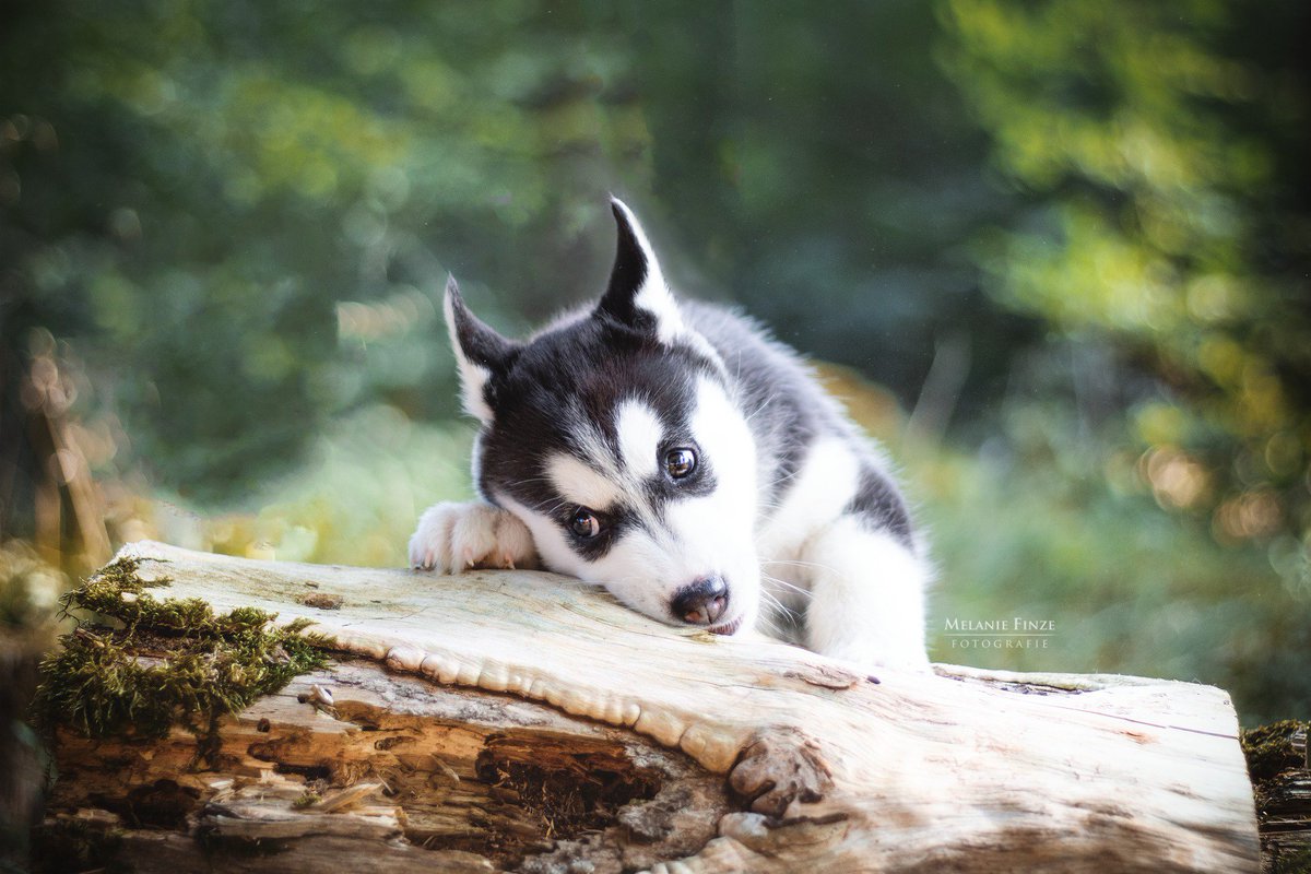 Sweetest Shooting ❤️💜💙
With the cute Husky Puppies of Asgardsrei!
Can't decide which one is the cutest.

Photos/edit by me (IG @ merri__chan / FG @ mellichan89)
#siberianhusky #huskypuppy #sleddog #huskyrudelasgardsrei #puppy