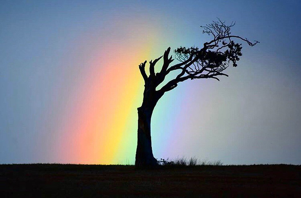 NI_EXPLORER's tweet photo. 🌈 "Love in a Hopeless Place". This is anything BUT a hopeless place.  
📍 The famous 'Rihanna Tree' in #CountyDown.

This and the rest of the best from around #NorthernIreland this week in your pics, here: 👉 https://t.co/T9kOkBrJRS https://t.co/9Y1zedchdO