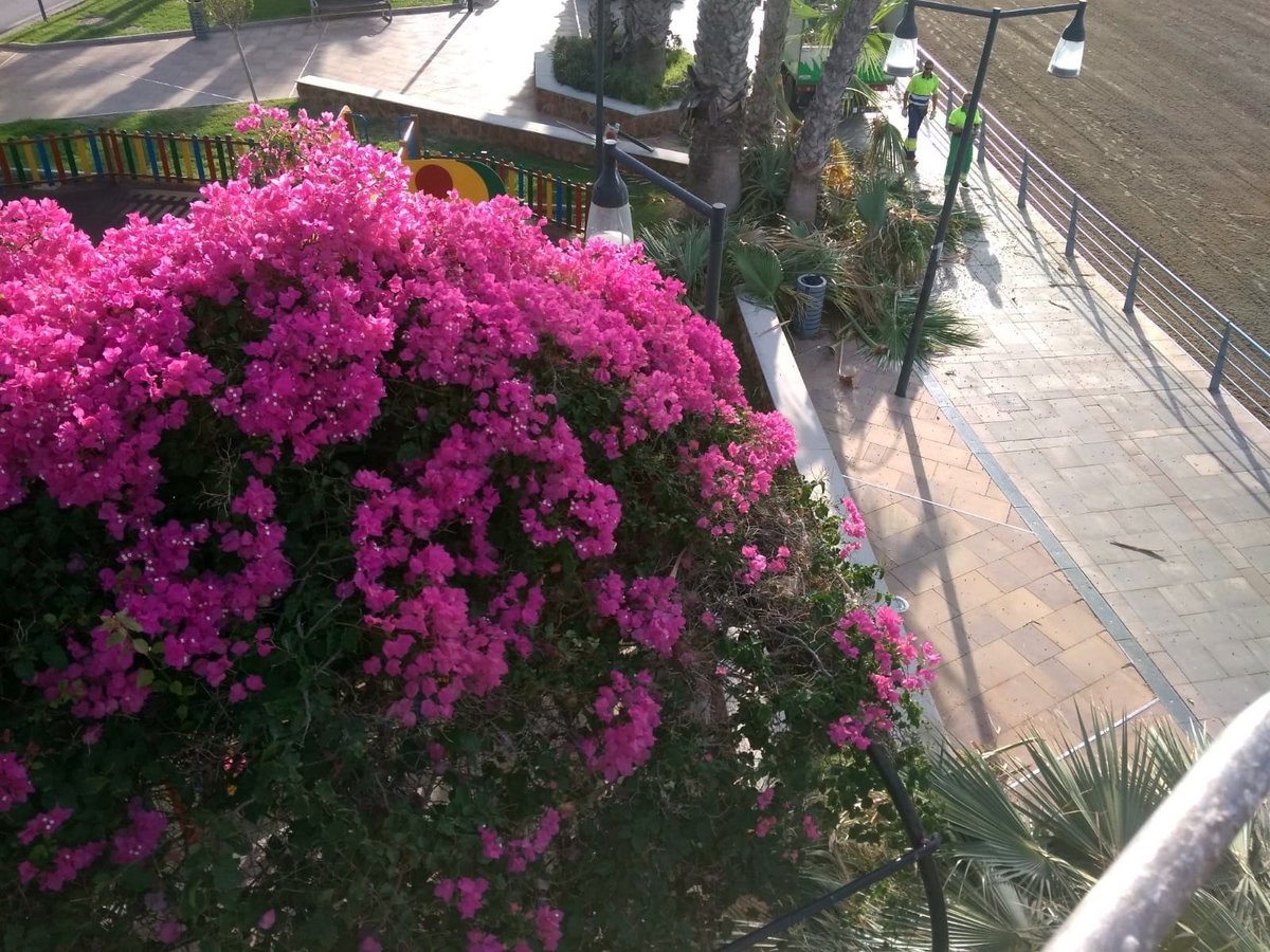 aguilasparques's tweet photo. Podando palmeras ✂️🌴 en la Cigarrilla y contemplando la suerte 😍👩🏻🌾, la inmensa suerte ☺️de vivir en este paraíso natural 🌸💐🍄🌺que se llama Águilas. #mejorando #stvgestion #cuidando #zonasverdes #coloryvida #vida #Aguilas https://t.co/8hCH0uambj