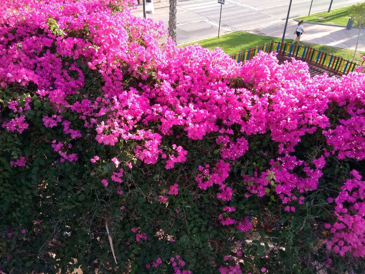 aguilasparques's tweet photo. Podando palmeras ✂️🌴 en la Cigarrilla y contemplando la suerte 😍👩🏻🌾, la inmensa suerte ☺️de vivir en este paraíso natural 🌸💐🍄🌺que se llama Águilas. #mejorando #stvgestion #cuidando #zonasverdes #coloryvida #vida #Aguilas https://t.co/8hCH0uambj
