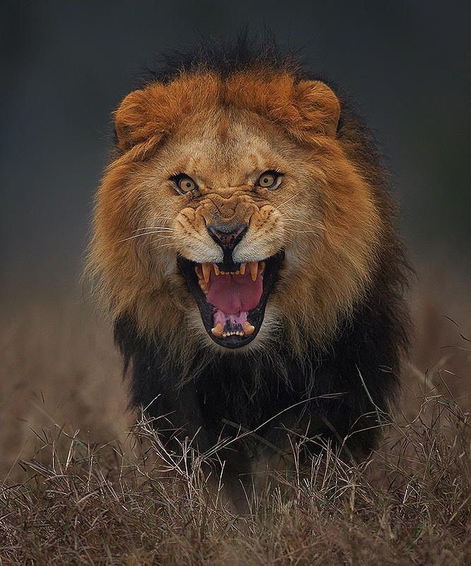 sportsHoHS's tweet image. Friday Night Lights! Tonight @HowardLionsFB travels to take on @mthebron_FB. JV at 4:00, Varsity at 7:00. #feartheroar #StepThree #BattleofEllicottCity