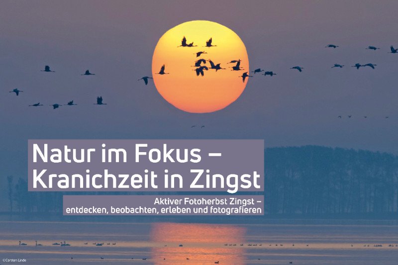 horizontezingst's tweet photo. Kranichzeit in Zingst - https://t.co/YWvCLLCjcI https://t.co/jA9aBPY8Q0