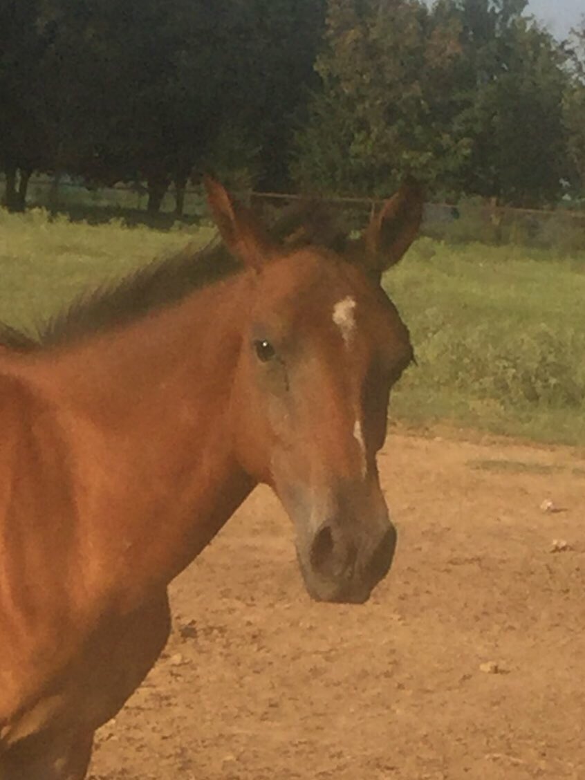 racing_fillies's tweet photo. @KarenLinGraves @Mindy43087085 @blinachka @icareihelp @leaaharmon6 @WestCanOTTB @exacta123 @kimmons2 @mcnamara1971 @HalParker9 @passthepoy @michellelynne__ @DonnaM13011 @NTWOorg Thank you!!!  There has been so much negativity, I truly appreciate your comments!!  I will continue to posts photos when he makes it home.  I’m so excited to have him join my group!! #MySecondChance https://t.co/dR2ihbOBhP